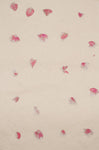 Gift Wrap - Rose Petals - Gift Wrap - Anglesey Paper Company  - 2